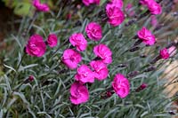 Dianthus carthusianorum - German pink