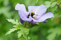Bee on Hibiscus syriacus 'Oiseau Bleu' - Rose of Sharon 'Oiseau Bleu'