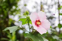 Hibiscus rosa-sinensis moscheutos, L. Marshmallow hibiscus, Costa Rica