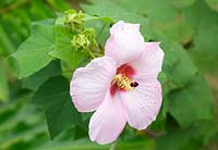 Hibiscus rosa-sinensis moscheutos, - Marshmallow Hibiscus, Costa Rica