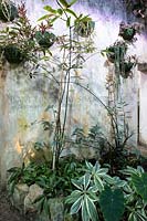 Tropical planting in indoor chamber, Giardini La Mortella, Isle of Ischia, Italy.