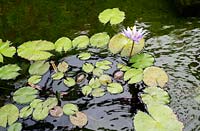 Nymphaea 'Blue Water lily'
