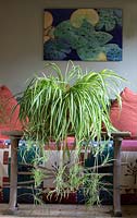 Chlorophytum comosum 'Vittatum' - Spider plant displayed on a table. 