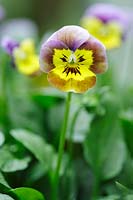 Viola x Wittrockiana, Deltini 'Honey bee'