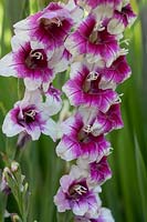 Gladiolus 'Adrienne'
