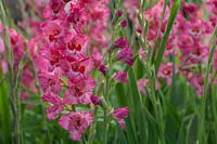 Gladiolus 'Vandohla' - Sword Lily 'Vandohla' 