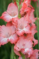 Gladiolus 'Pink Lady'