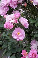Rosa 'Pacific Glory' - Rose 'Pacific Glory'