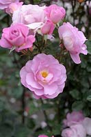 Rosa 'Pacific Glory' - Rose 'Pacific Glory' 