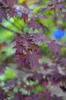 Acer palmatum 'Bloodgood' - Japanese Maple 'Bloodgood'