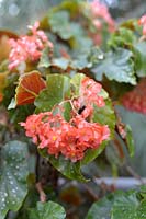 Begonia 'Scarlet Zulu'