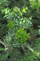 Colletia Cruciata - Anchor Plant