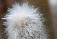 Cleistocactus strausii 'Silver Torch, Wooly Torch'.