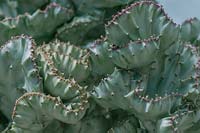 Euphorbia lactea 'Cristata' - Elkhorn