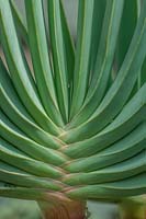 Aloe plicatilis 'Kumara plicatilis, the Fan-aloe