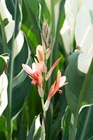 Canna 'Stuttgart' - Canna Lily flowers