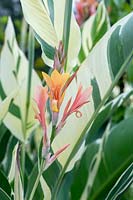 Canna 'Stuttgart' - Canna Lily flowers