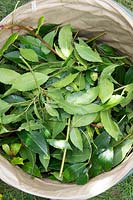 Laurus nobilis - Pruned Bay tree leaves in a collapsible garden waste bin