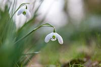 Galanthus hippolyta - Snowdrop 'Hippolyta'