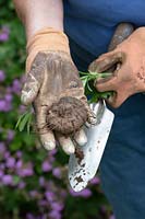 Gardener holding a cyclamen coum corm that has been dug up out of a flowerbed