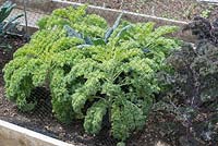 Brassica Oleracea - Kale plants growing under netting