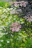 Sambucus nigra f porphyrophylla Eva flowers and Matricaria chamomilla - Black Elder and Chamomile