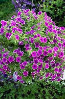 Petunia Corona 'Amethyst' flowers in a hanging basket at Ball Colegrave open day