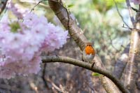 Erithacus Rubecula - Robin sitting amongst cherry tree blossom  in an English Garden in spring