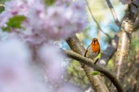 Erithacus Rubecula - Robin sitting amongst cherry tree blossom singing in an English Garden in spring