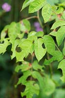 Rosa - Rose leaves with leaf cutter bee damage  in an english garden