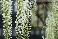 Wisteria sinensis alba - White Chinese wisteria in front of the laboratory at RHS Wisley Gardens