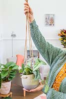 Woman hanging pot with newly planted Epipremnum pinnata