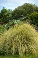 Cortaderia selloana 'Albolineata' pampas grass 'Albolineata'