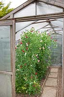 Greenhouse with sweet peas