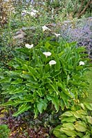 Zantedeschia aethiopica arum lily