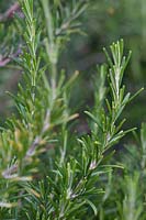 Salvia rosmarinus syn. Rosmarinus officinalis - Rosemary