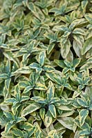 Salvia officinalis 'Icterina' - Variegated Sage 'Icterina'