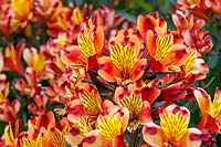 Alstroemeria 'Indian Summer' - Peruvian Lily  'Indian Summer'