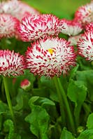Bellis perennis 'Habanera White With Red Tips'  - Common Daisy