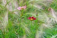 Cosmos flowering among Hordeum jubatum - Foxtail barley