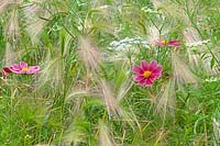 Hordeum jubatum -  Foxtail barley, Anthriscus sylvestris and Cosmos