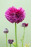 Ranunculus 'Elegance Viola'