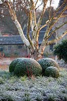 Buxus sempervirens with Carex morrowii, the winter garden, Wakehurst, West Sussex, UK