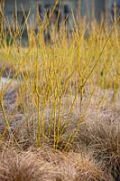 Cornus sericea 'Bud's Yellow' underplanted with Carex comans bronze-leaved. 