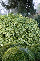 Aucuba japonica 'Crotonifolia', Japanese laurel 'Crotonifolia'
