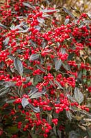 Ilex verticillata 'Nana' - 'Red Sprite' Winterberry fruit among foliage