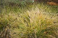 Carex oshimensis 'Everlime' - 'Everlime' Sedge