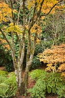 Acer palmatum cvs. Adiantum pedatum, Enkianthus campanulatus - Japanese Maple with Maidenhair Fern, Redvein Enkianthus