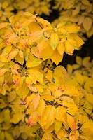 Enkianthus campanulatus - Redvein Enkianthus foliage