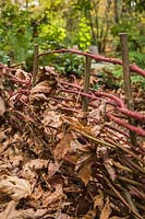 Cornus sericea - Red-twig Dogwood low wattle fence with fallen Bigleaf Maple leaves